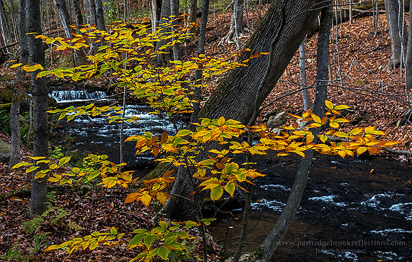 171031PartridgeBrookThroughBeechesSpoffordNH