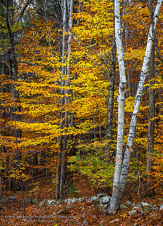 171104BirchOnTheWallChesterfieldNH