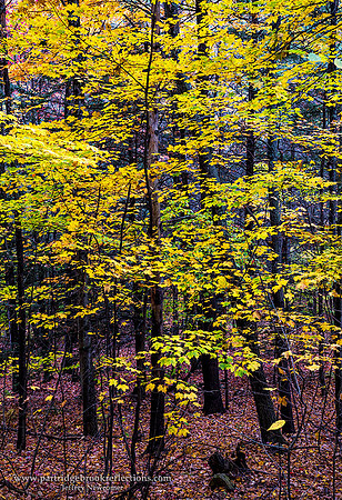 1710231YellowWoodWestmorelandNH