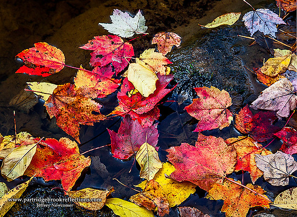 Leaf Pool, Keene, NH