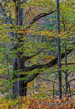 Brookside, Spofford, NH