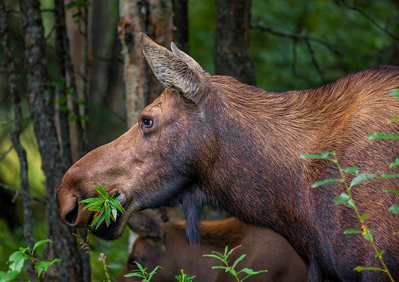 Moose Grazing, Denali, Ak