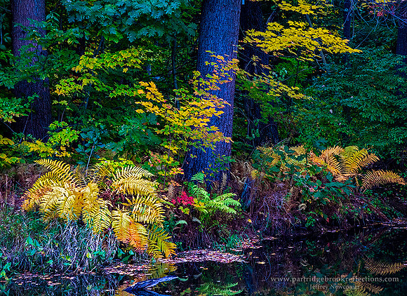 221009FirePondFernsSpoffordNH
