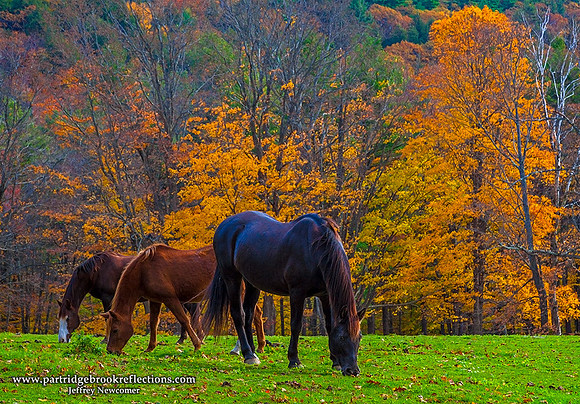 Autumn Green, Chesterfield, NH
