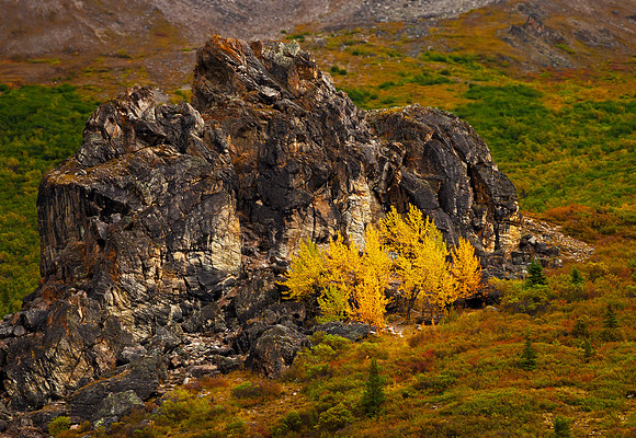 Savage River Poplars, Savage River, Denali, Ak