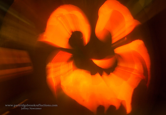 EXploding Gourd, Keene, NH