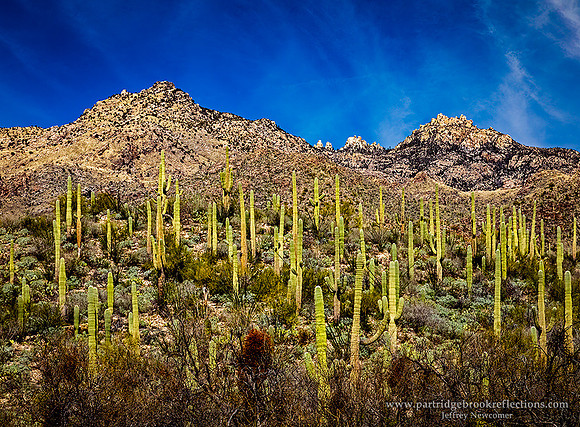 230310RanksSabinoCanyonTucsonAz