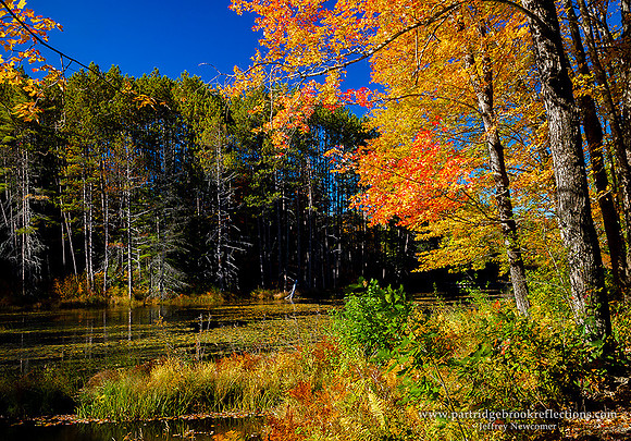 AutumnBogAthensVt