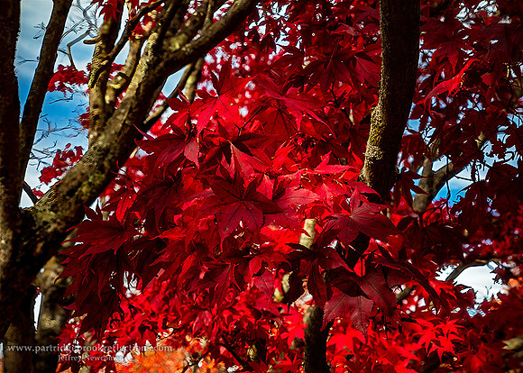 221016RedSpoffordNH