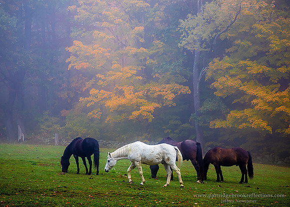 221011GrazingUpChesterfieldNH