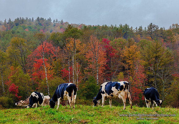 Autumn Grazing, Keene, NH