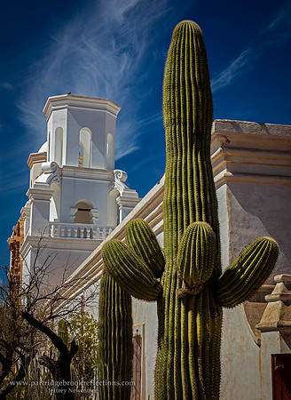 230312CathedralCactusTucsonAz