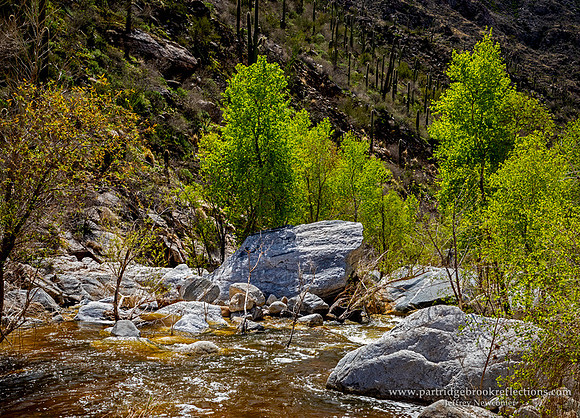 230310SabinoCreekTucsonAz