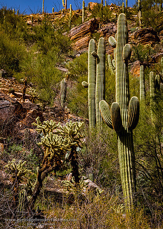 230310CanyonCactusSabinoCanyonTucsonAz