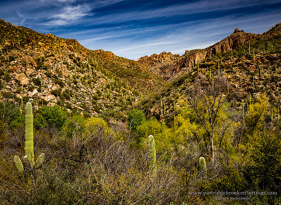 230310DessertValleySabinoCanyonTucsonAz