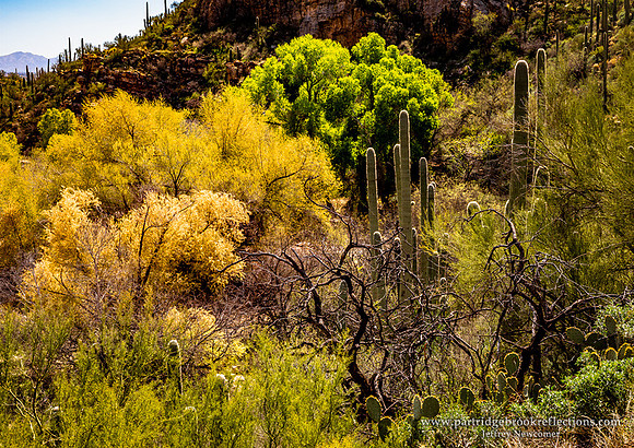 230310CanyonBloomSabinoCanyonTucsonAz