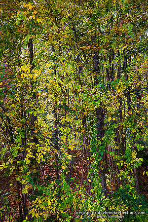 201008AutumnCutainSpoffordNH