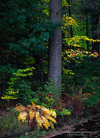 201007FirePondFernSpoffordNH