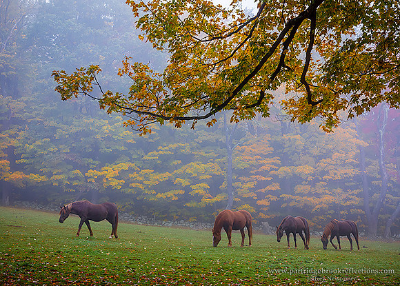 221011InLineChesterfieldNH