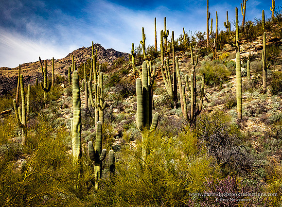 230310CactusForestSabinoCanyohTucsonAz