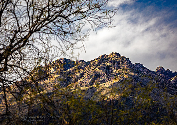 230310ThroughTheTreesTucsonAz