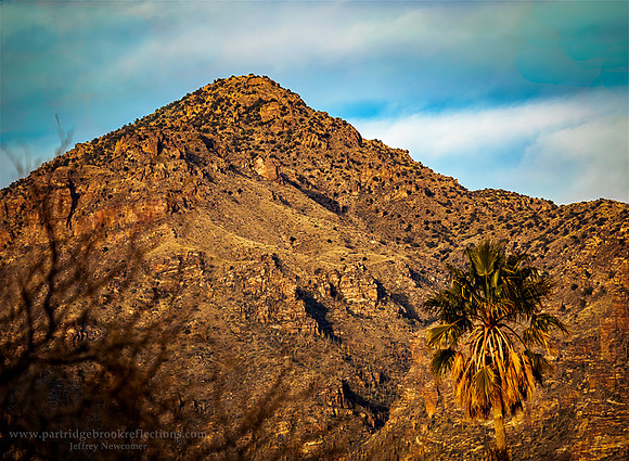 230310DessertPalmTucsonAz