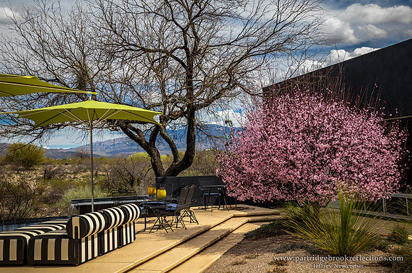 230311BoxerPateo2TucsonAz