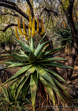 230311CapeAloeTucsonAz