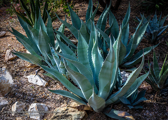 230311AgaveDurangoTucsonAz