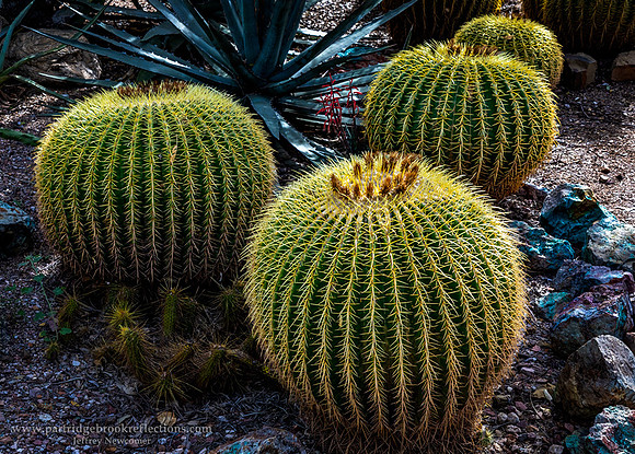 230311GoldenBarrelCactusTucsonAz