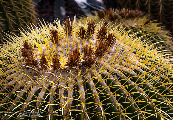 230311GoldenBarrelCactusTopTucsonAz