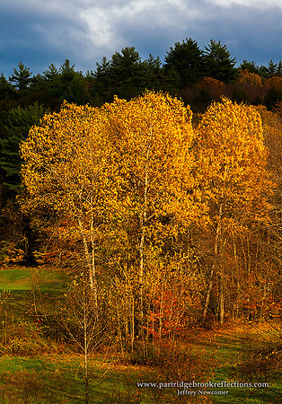Golden Blast, Guilford, Vt