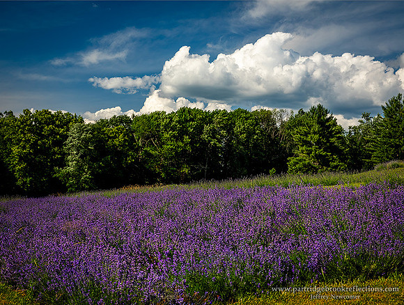 240626LavenderSlopeWalpoleNH