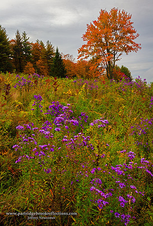 Aster Hill, Walpole, NH