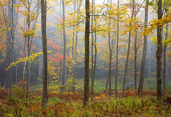 221011PeacockMistChesterfieldNH