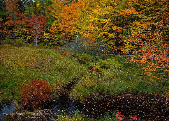 221010OctoberBogKeeneNH