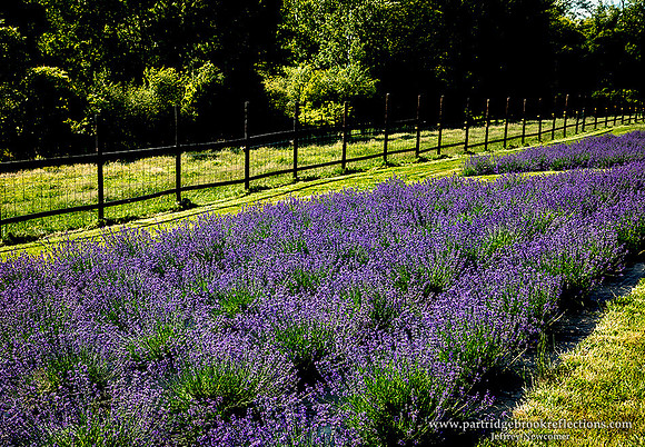 240626LavendarRowsWalpoleNH
