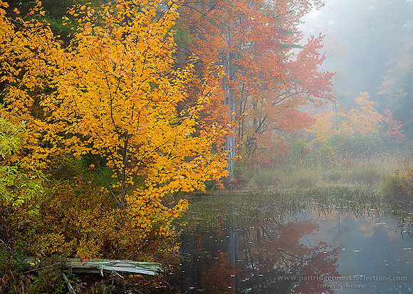 221011WetlandGoldChesterfieldNH