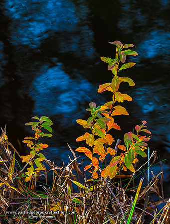 Electric Shore, Spofford, NH