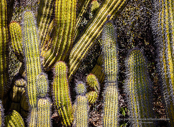230312CactusClutchTucsonAz