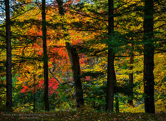 221009ColorsEdgeSpoffordNH - Copy