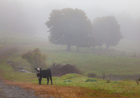 Pasture Fog, Chesterfield, New Hampshire