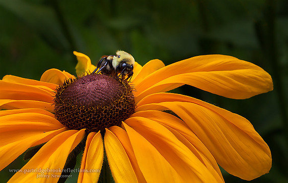 July