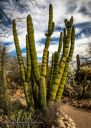 230311PipeOrganCactusTucsonAz
