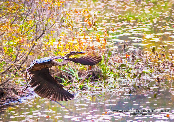 Heron Flight, Keene, NH