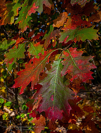 221016OakColorSpoffordNH