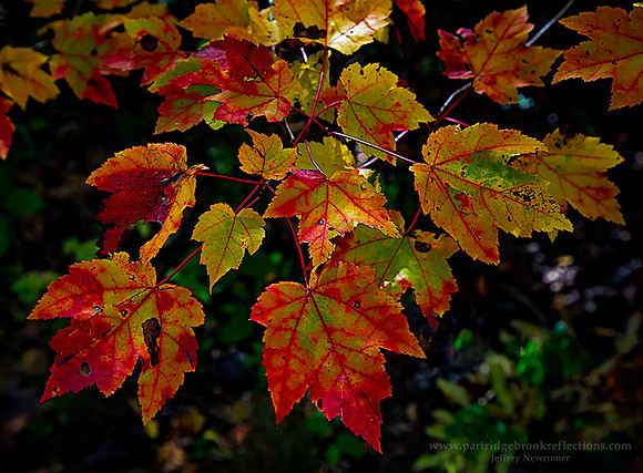 221007PatchMapleSpoffordNH