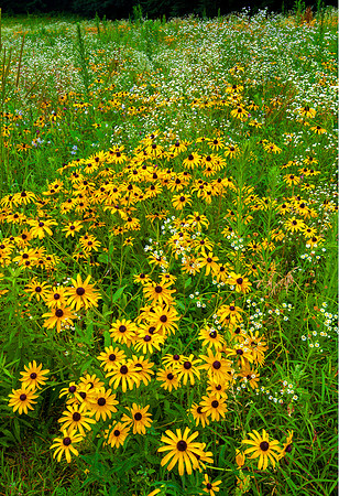 Pollinator's Dream, Chesterfield, NH