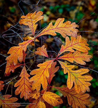 221017OakClusterSpoffordNH