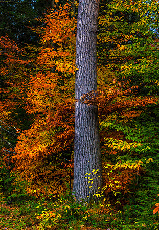 Forest Framed,  Chesterfield, N